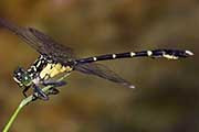 Wallum Vicetail (Hemigomphus cooloola)
